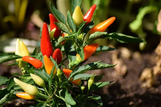 tabasco peppers