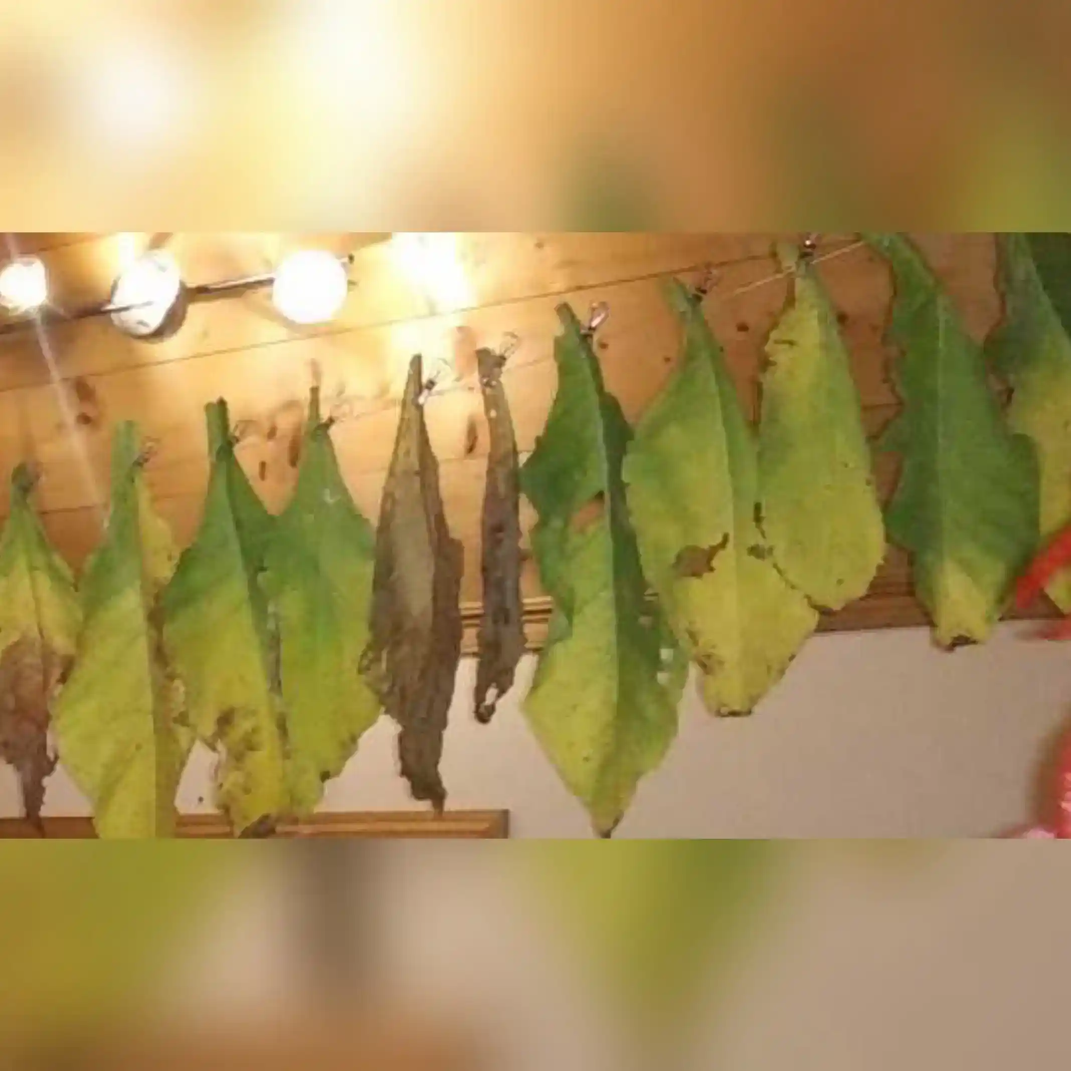 how to grow tobacco in florida growing tobacco in florida Archives how to grow tobacco in florida growing tobacco in florida Archives