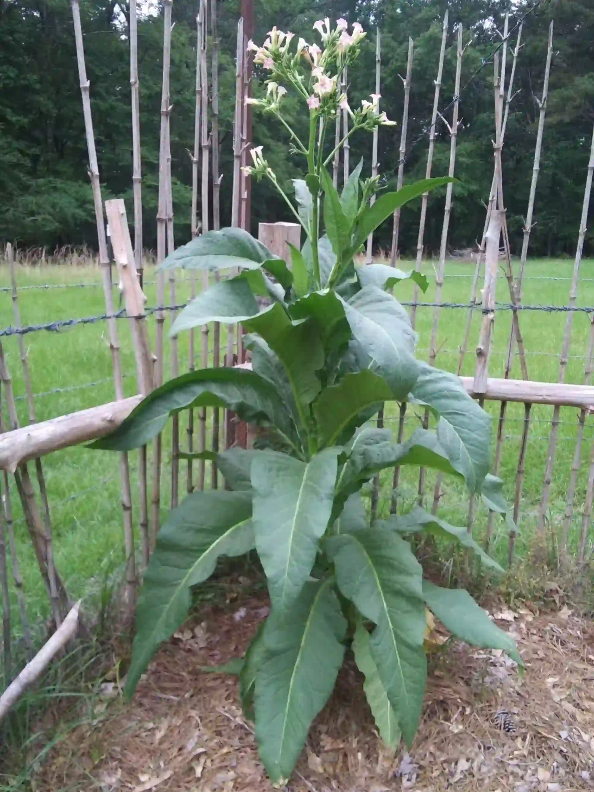 tobacco plant