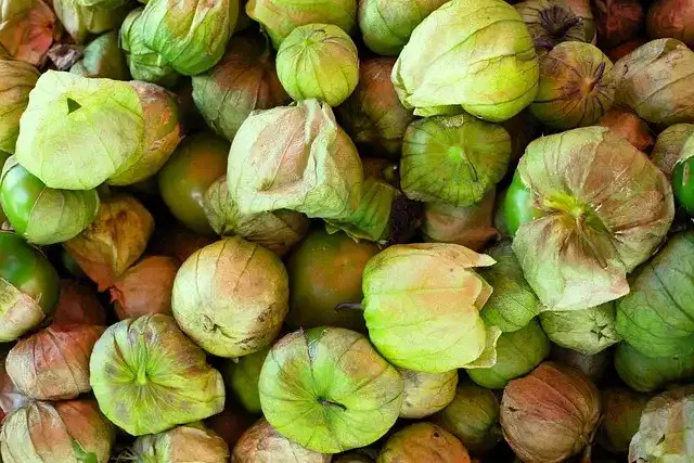 rio grande tomatillo