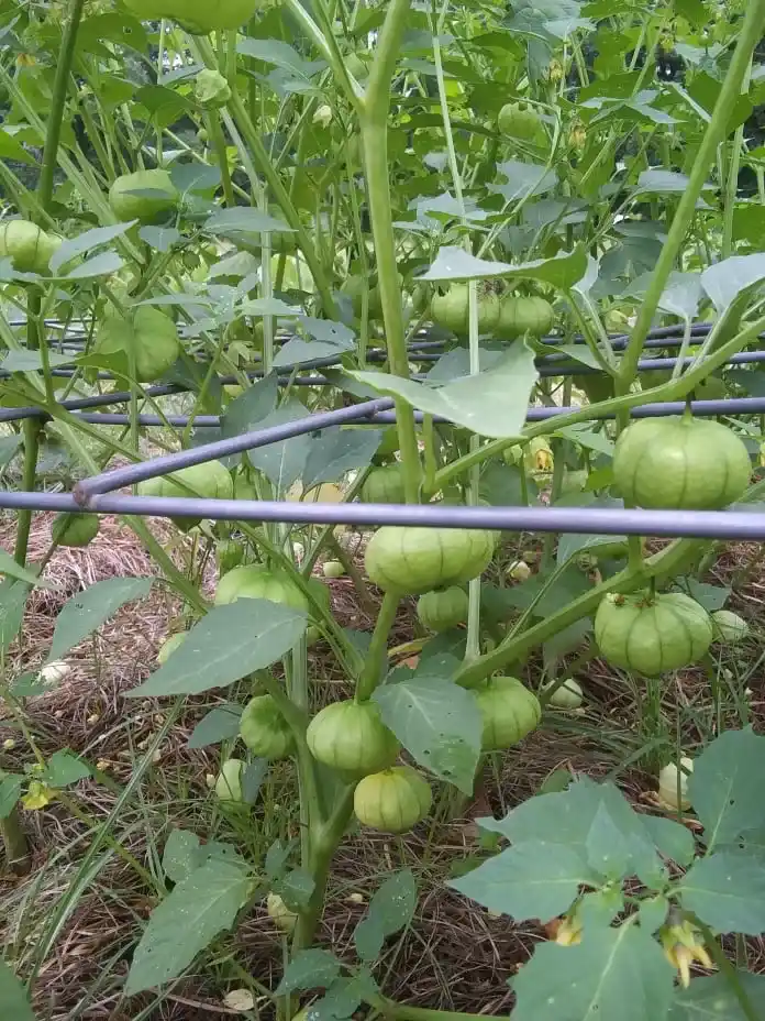 tomatillos