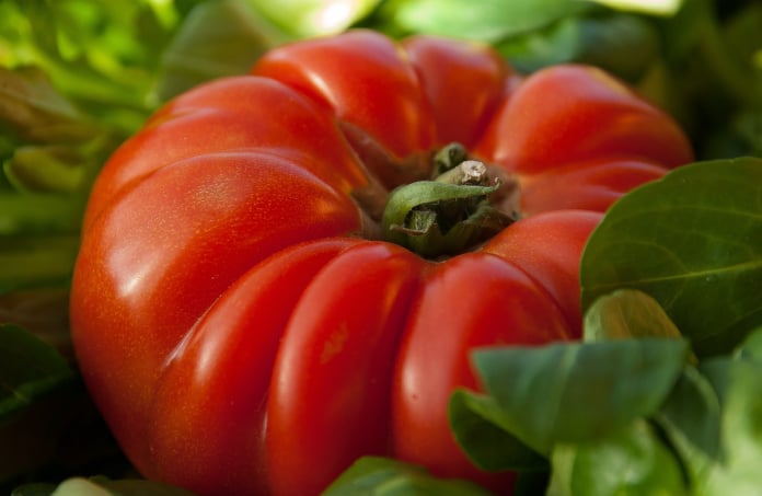 watermelon beafsteak tomatoes
