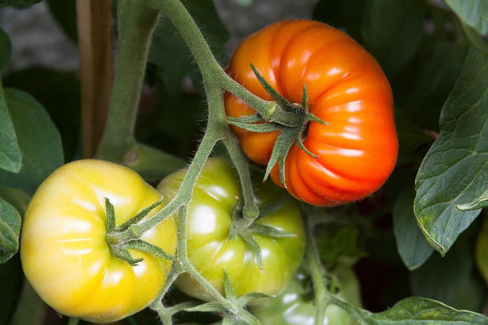 marianas peace tomatoes