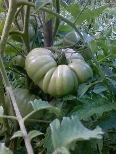 tomato on plant