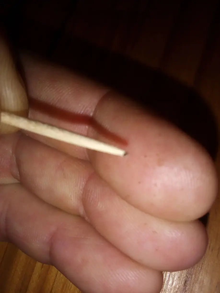 Tobacco seed on the tip of a toothpick