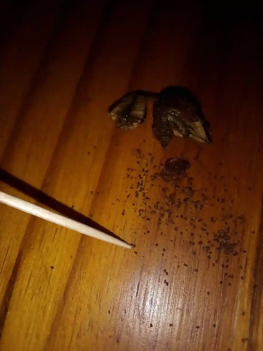 Picking upicking up individual tobacco seeds with a toothpick