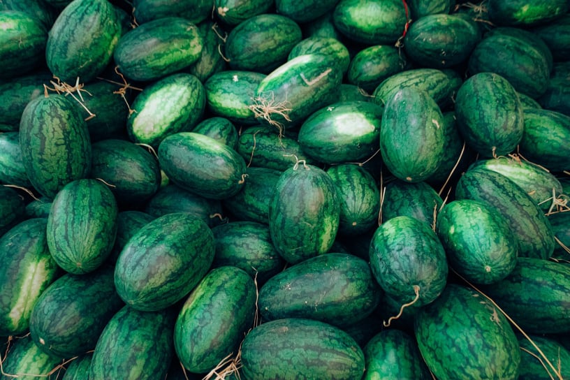 mountain sweet yellow watermelon harvest