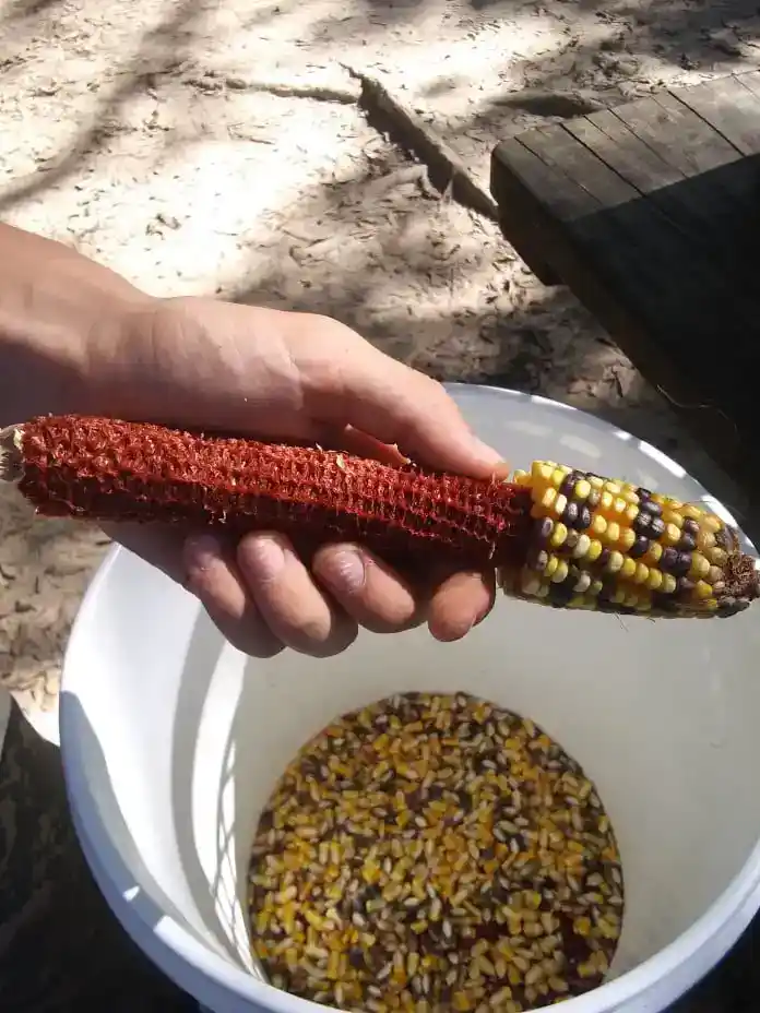 Wiggins Corn