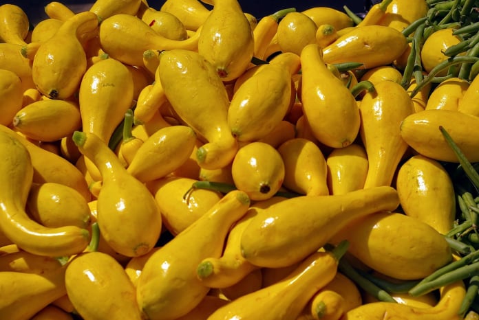 yellow straight neck squash