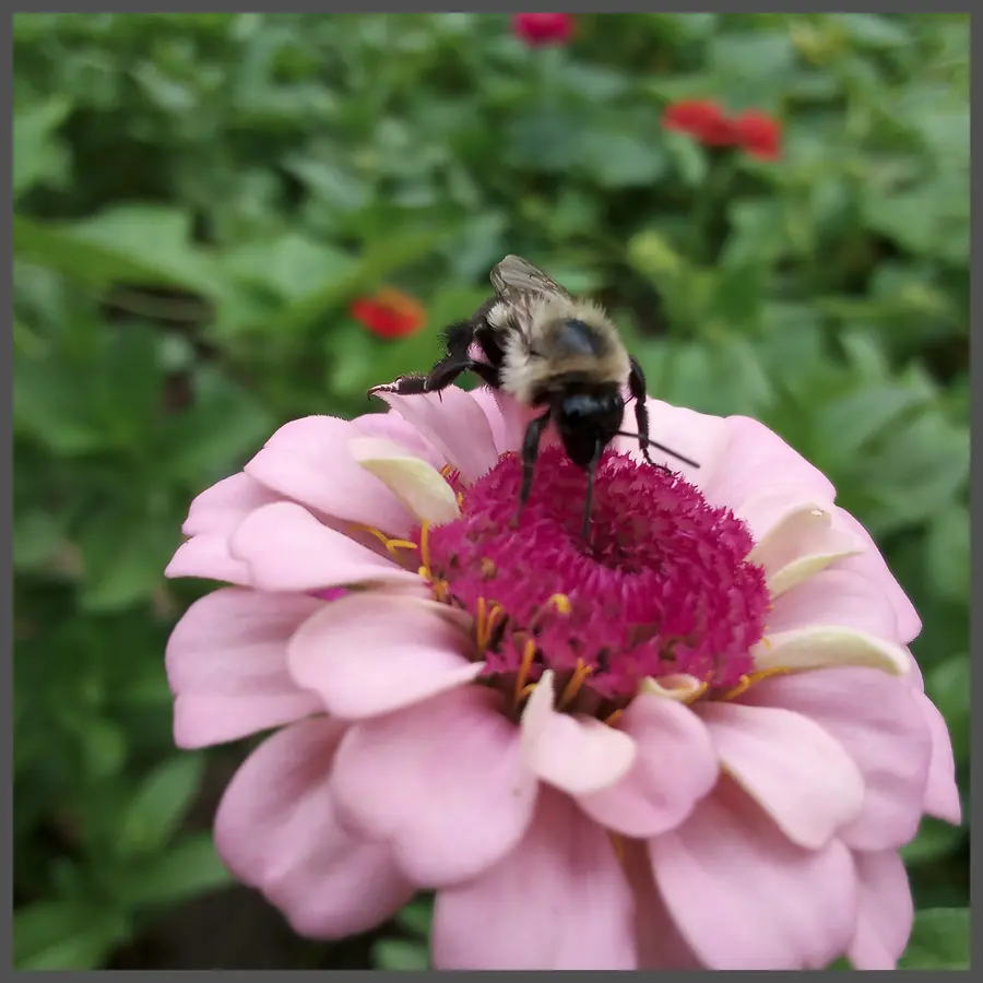 Zinnia flower